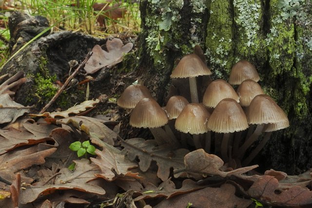 2 Mycena alcalina